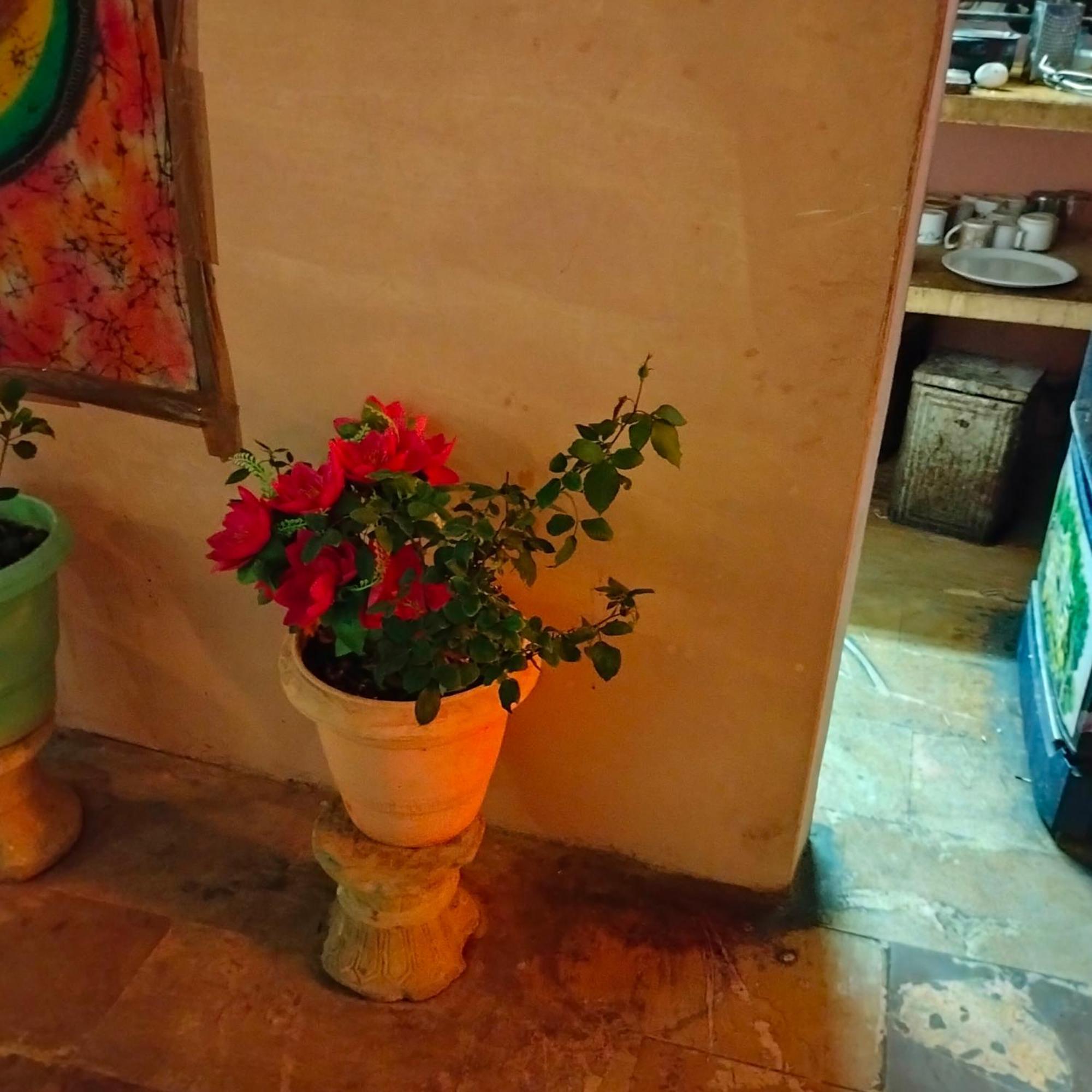 ג'איסלמר Hostel Desert Home Stay מראה חיצוני תמונה